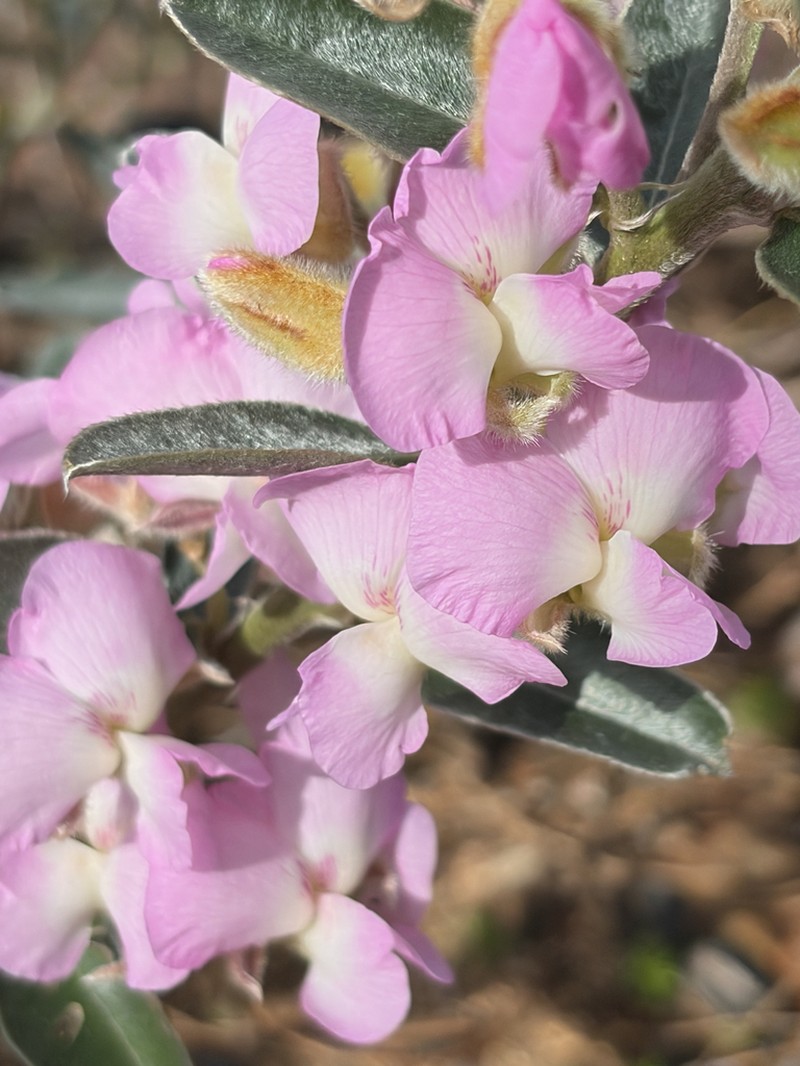 Podalyria variabilis photo 3