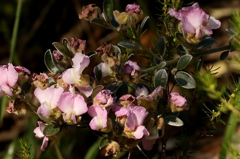 Podalyria variabilis photo 4