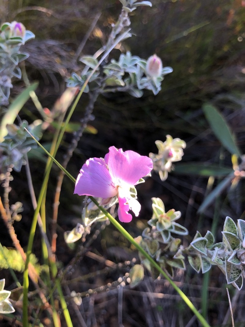 Podalyria variabilis photo 5
