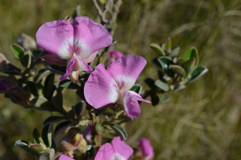 Podalyria variabilis photo 6