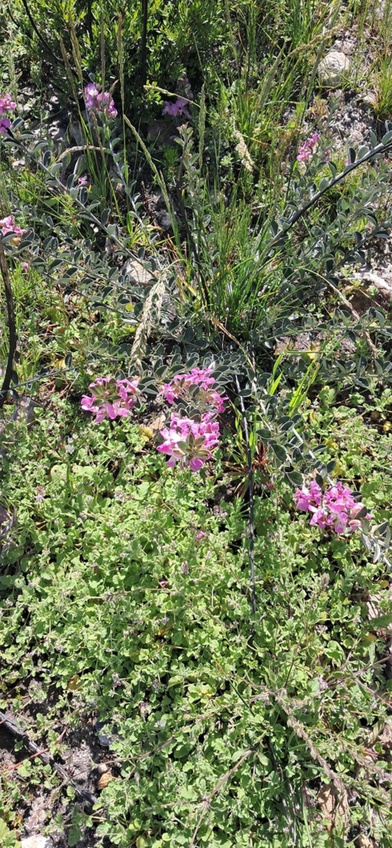 Podalyria variabilis photo 7