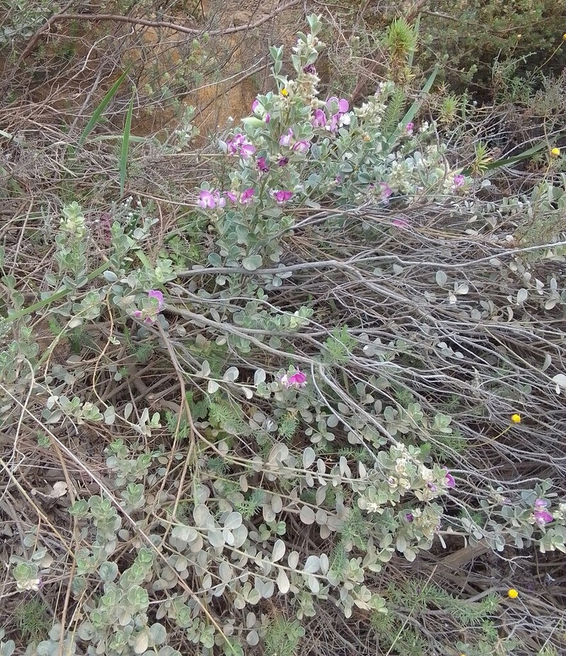 Podalyria variabilis photo 8