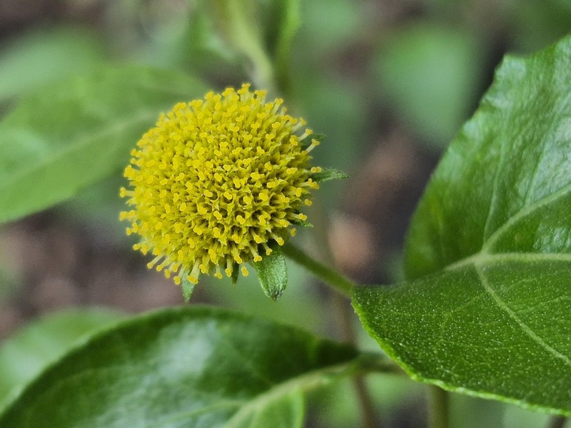 Podanthus mitiqui photo 2