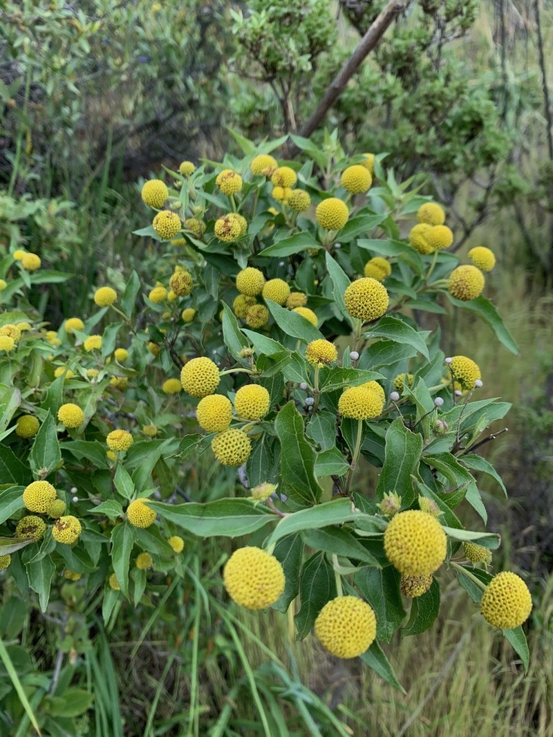 Podanthus mitiqui photo 3