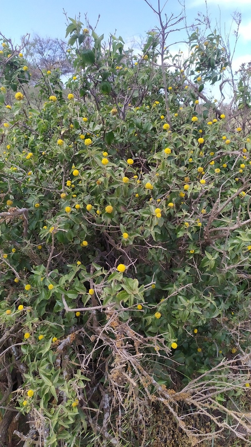 Podanthus mitiqui photo 4