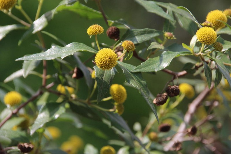 Podanthus mitiqui photo 5