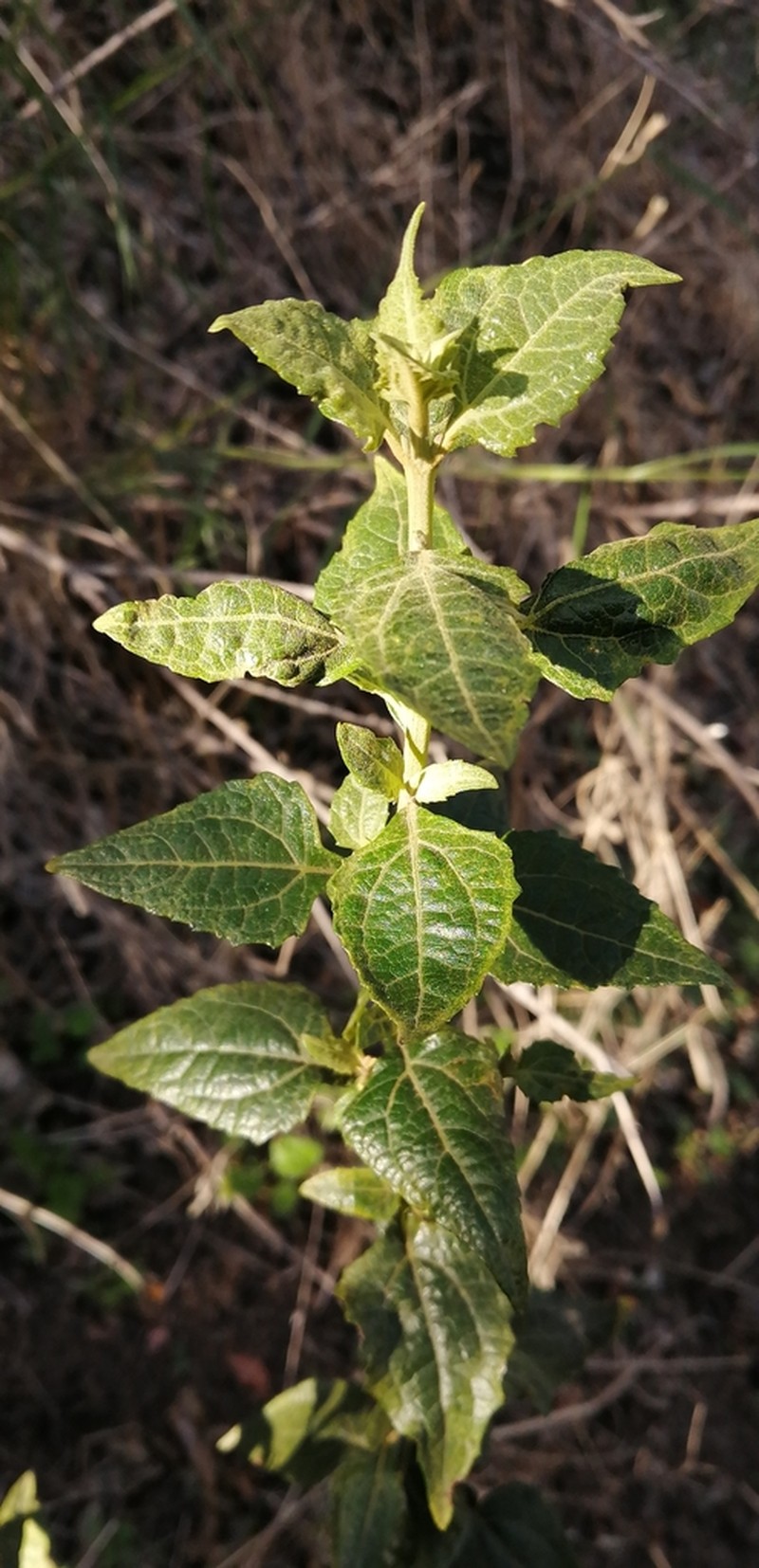 Podanthus mitiqui photo 6
