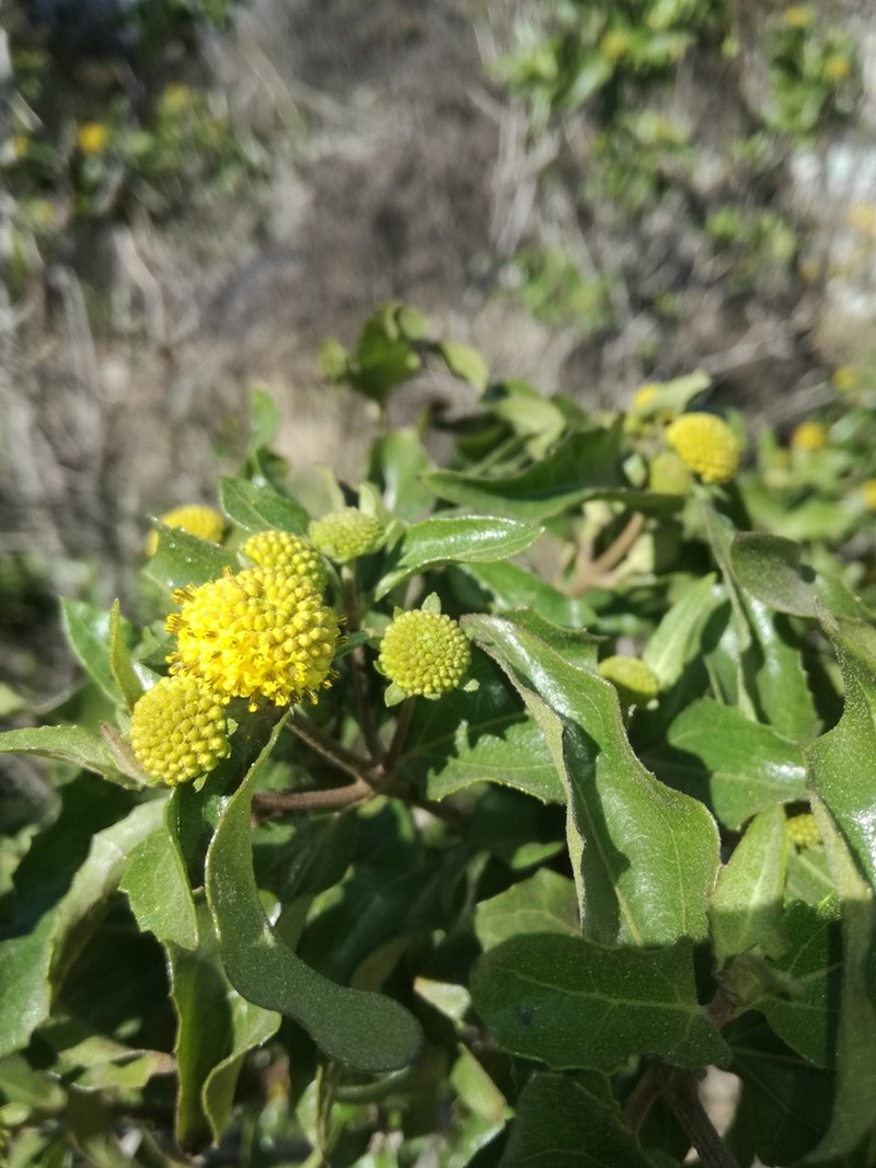 Podanthus mitiqui photo 7
