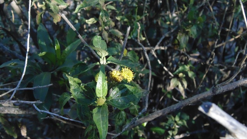 Podanthus mitiqui photo 8