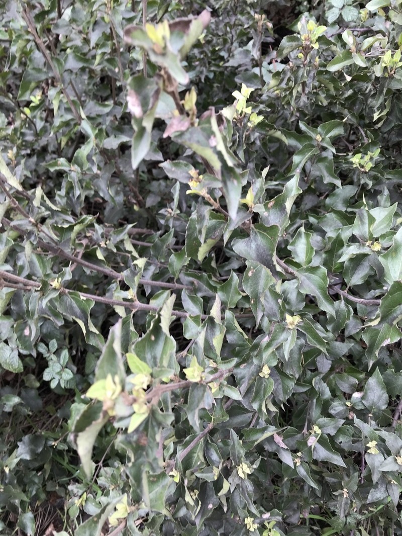 Podanthus ovatifolius