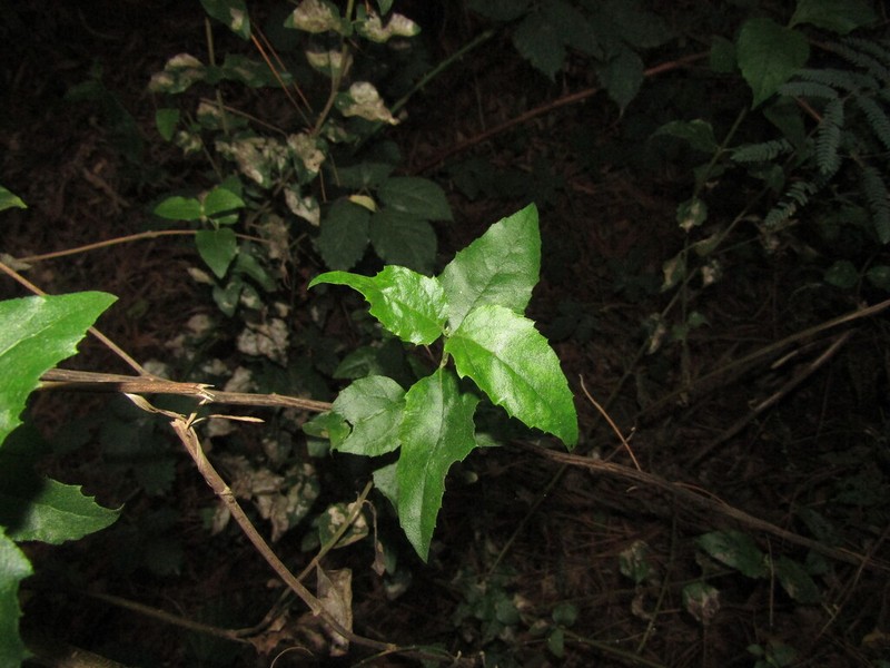 Podanthus ovatifolius photo 2