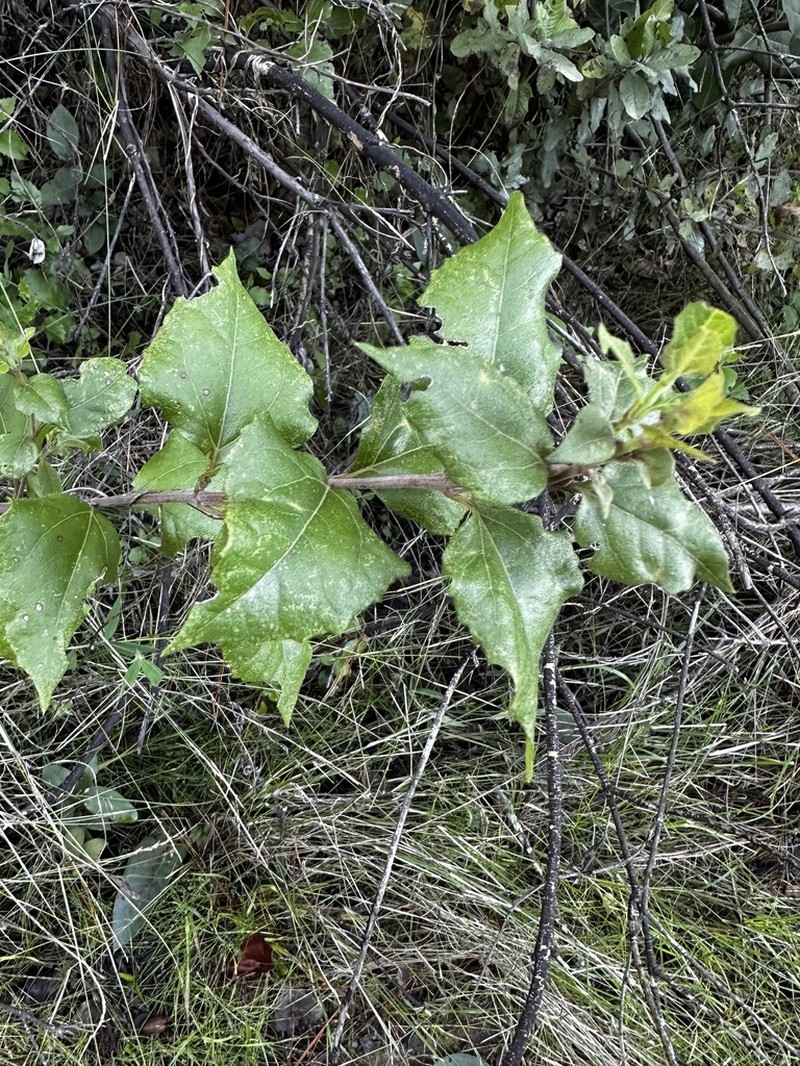 Podanthus ovatifolius photo 3