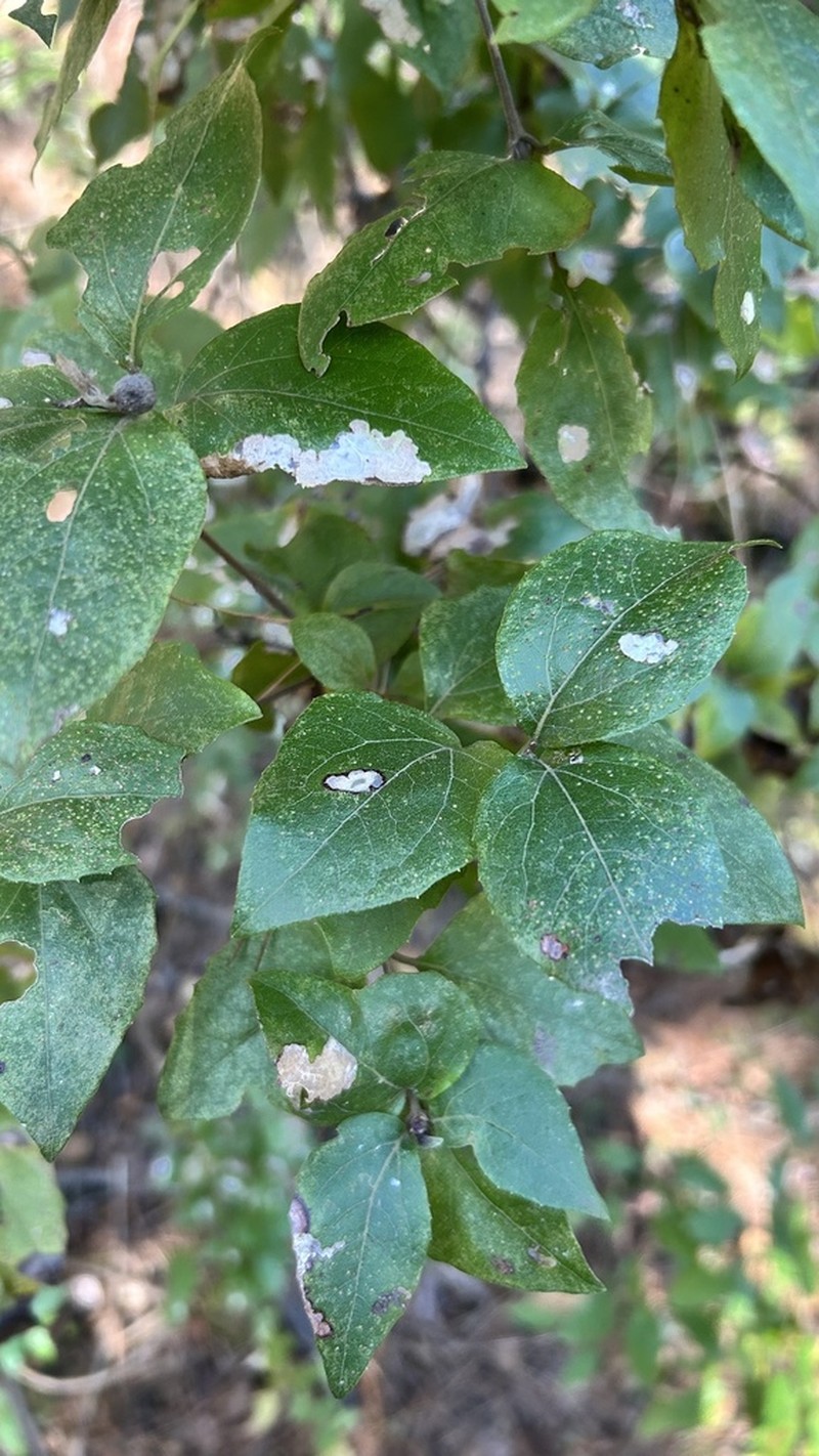 Podanthus ovatifolius photo 4