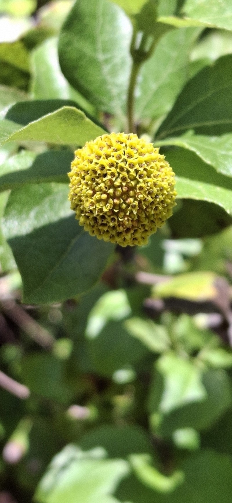 Podanthus ovatifolius photo 6