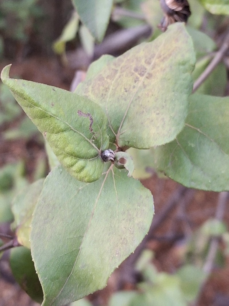 Podanthus ovatifolius photo 7