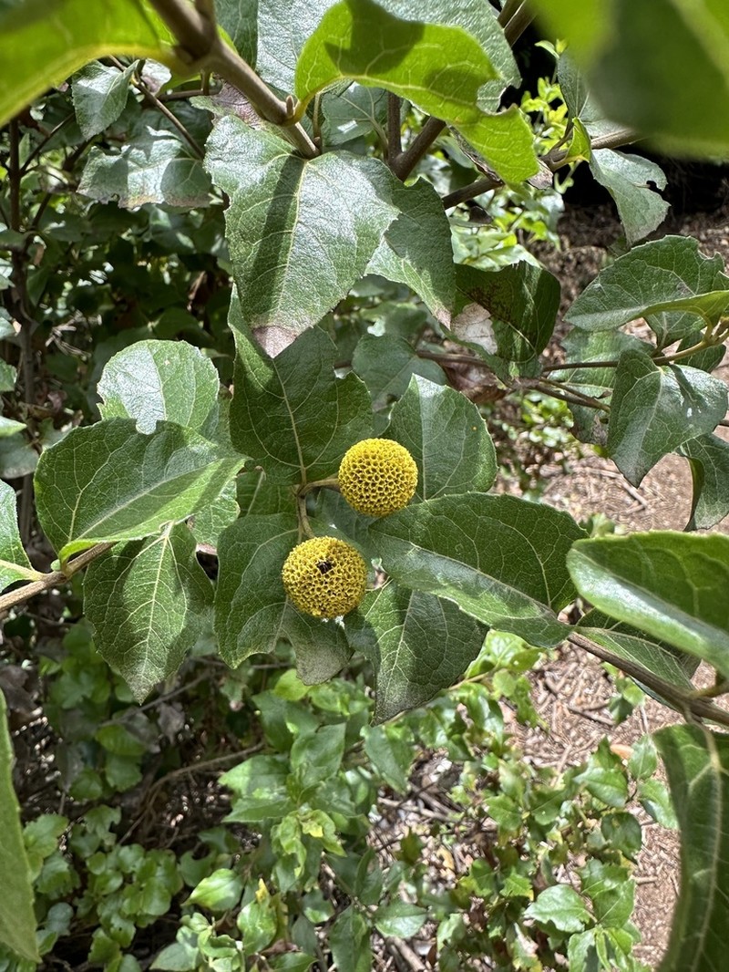 Podanthus ovatifolius photo 8