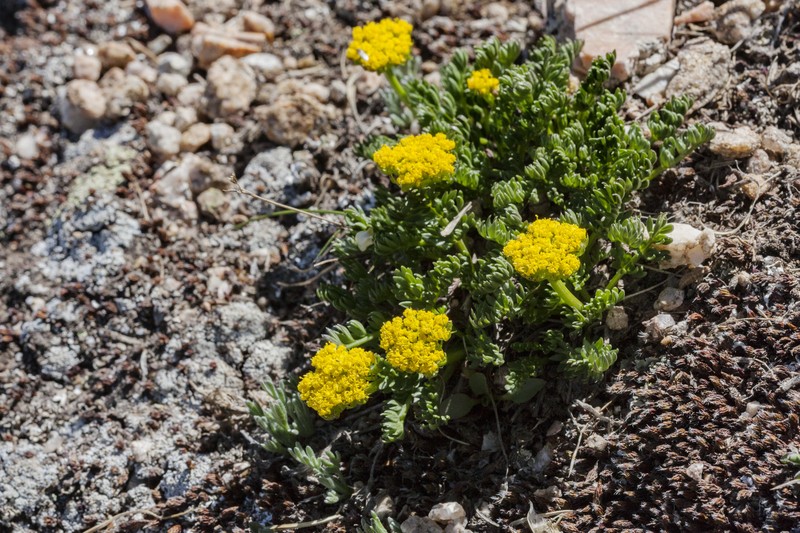 Eastwood's Podistera