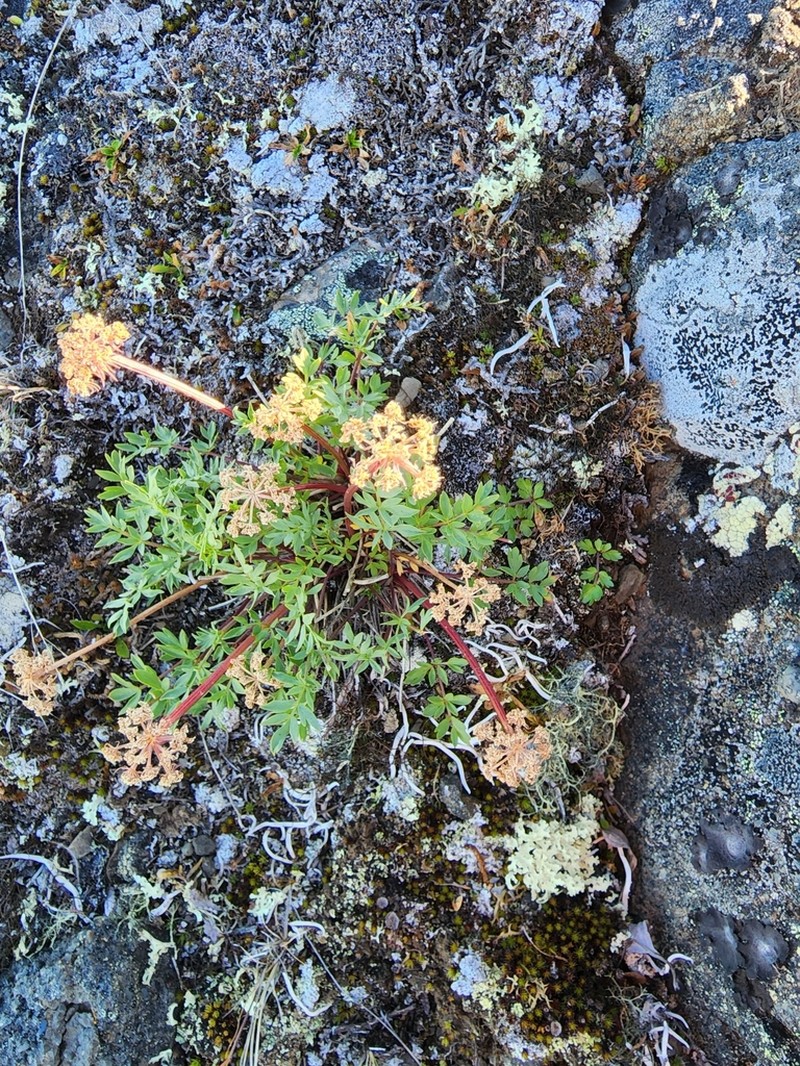 Macoun's Woodroot