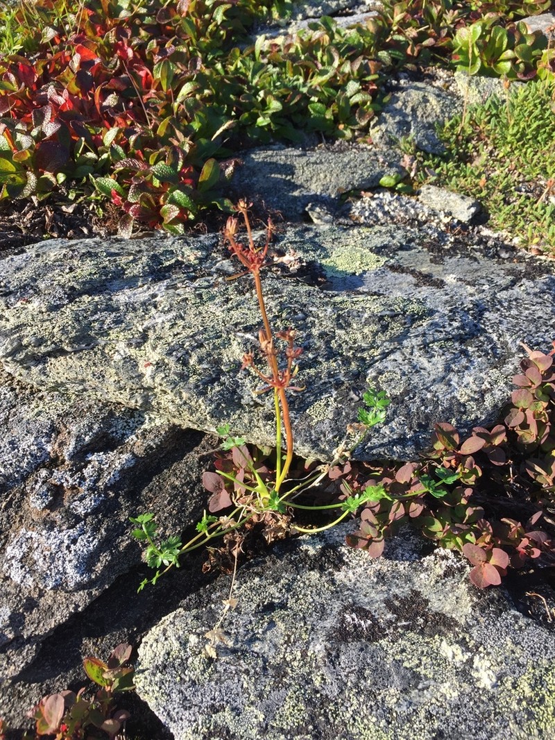 Macoun's Woodroot photo 3