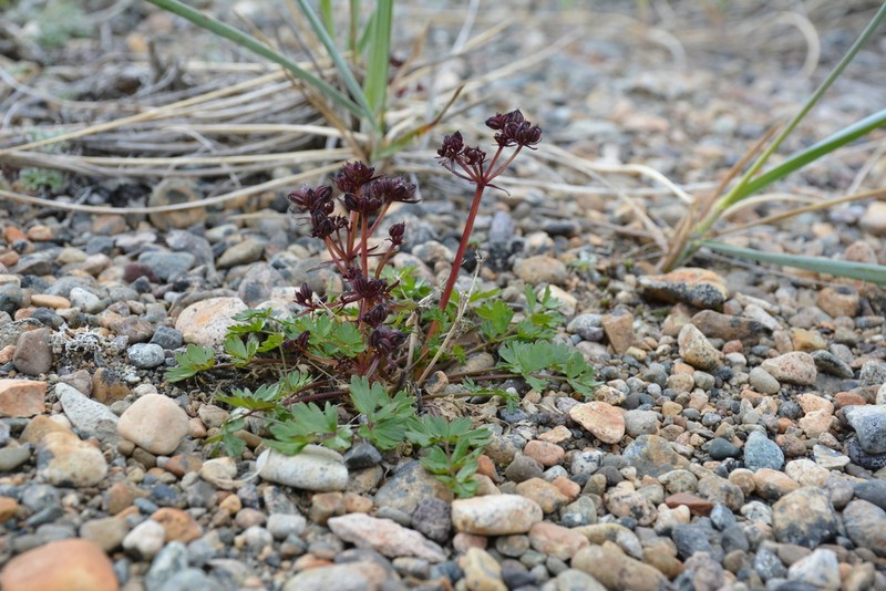Macoun's Woodroot photo 4