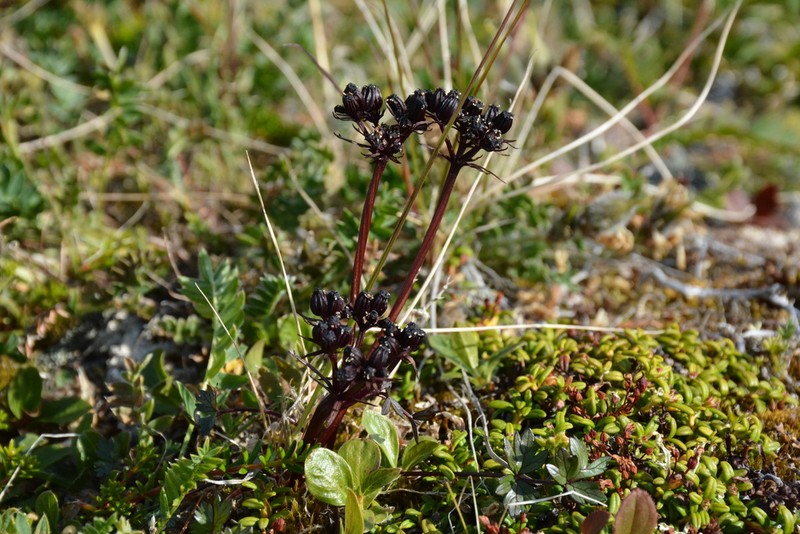 Macoun's Woodroot photo 5