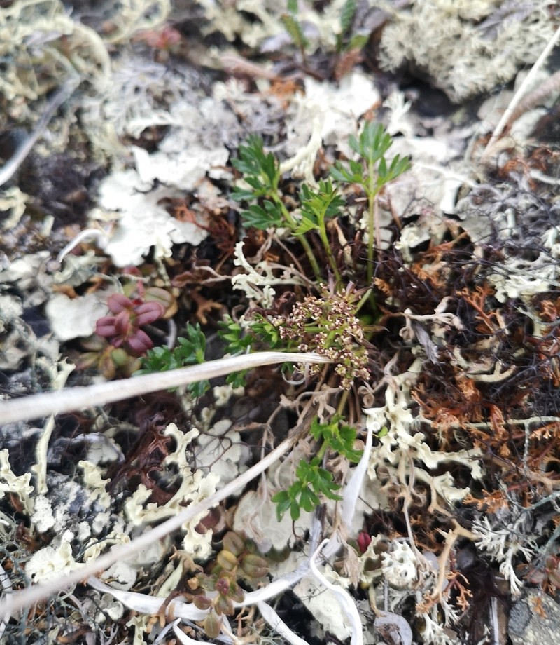 Macoun's Woodroot photo 8