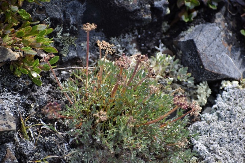 Yukon Podistera