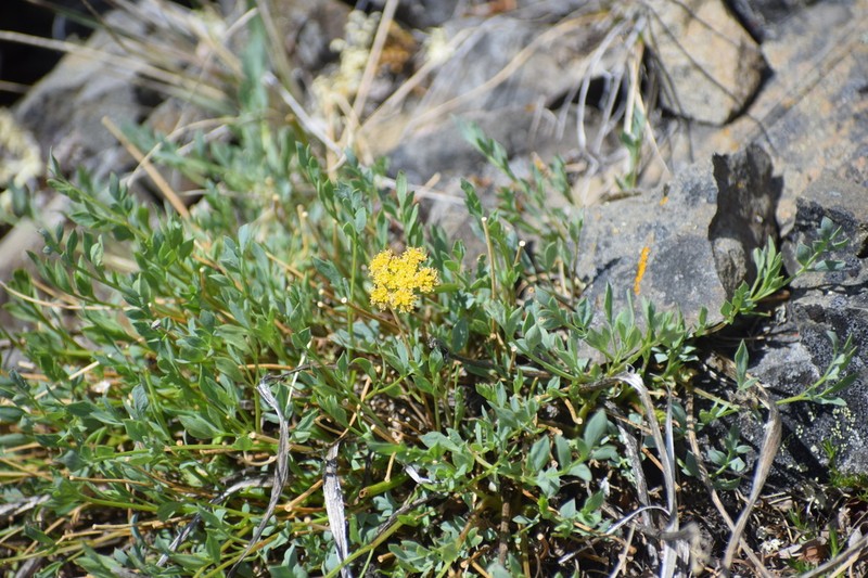 Yukon Podistera photo 3