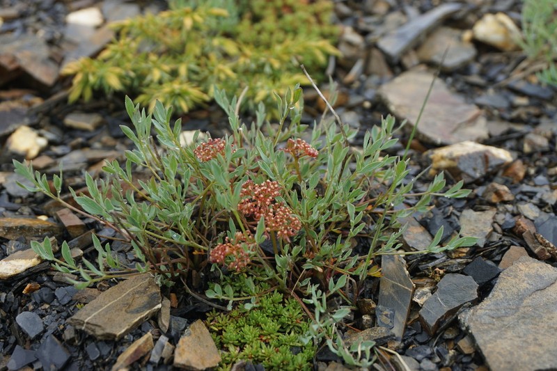 Yukon Podistera photo 4