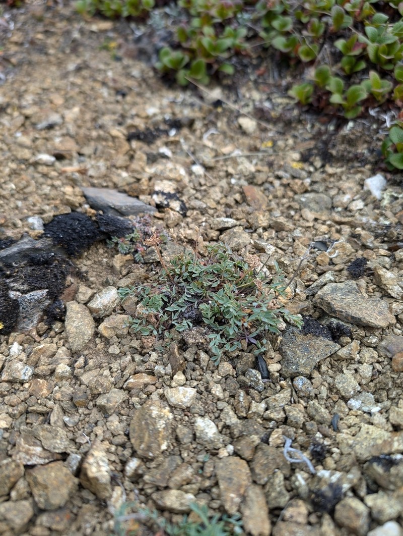 Yukon Podistera photo 5