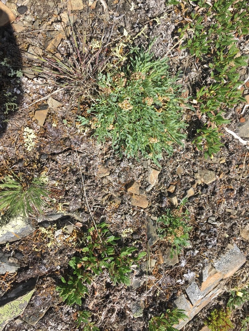 Yukon Podistera photo 6