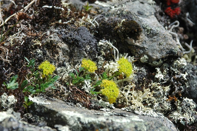 Yukon Podistera photo 8