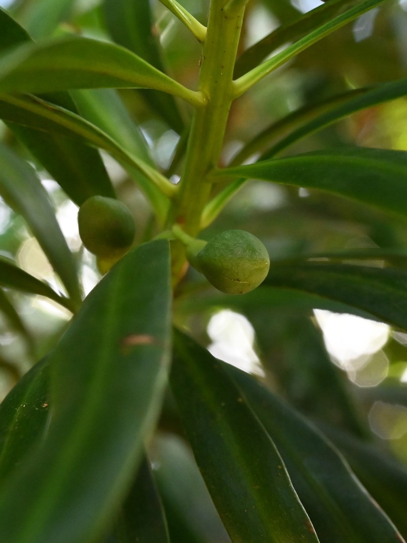 Yucca Plum Pine photo 2