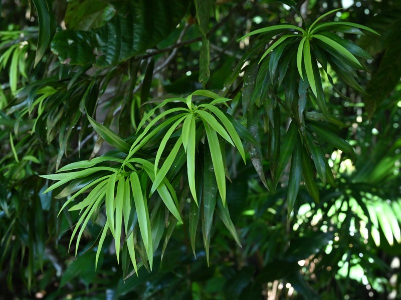 Yucca Plum Pine photo 3