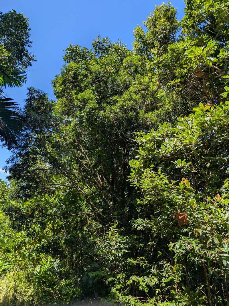 Yucca Plum Pine photo 4