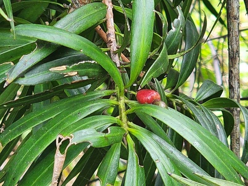 Yucca Plum Pine photo 2