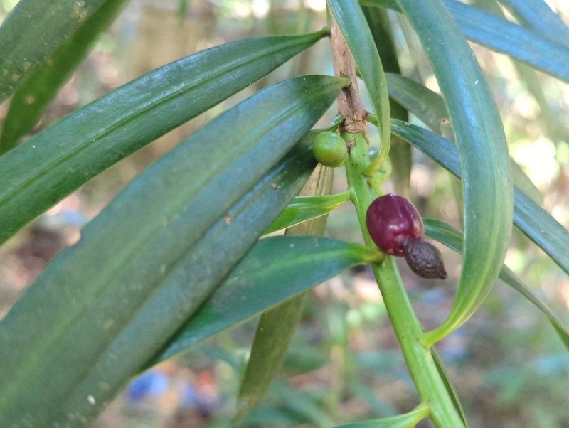 Yucca Plum Pine photo 3