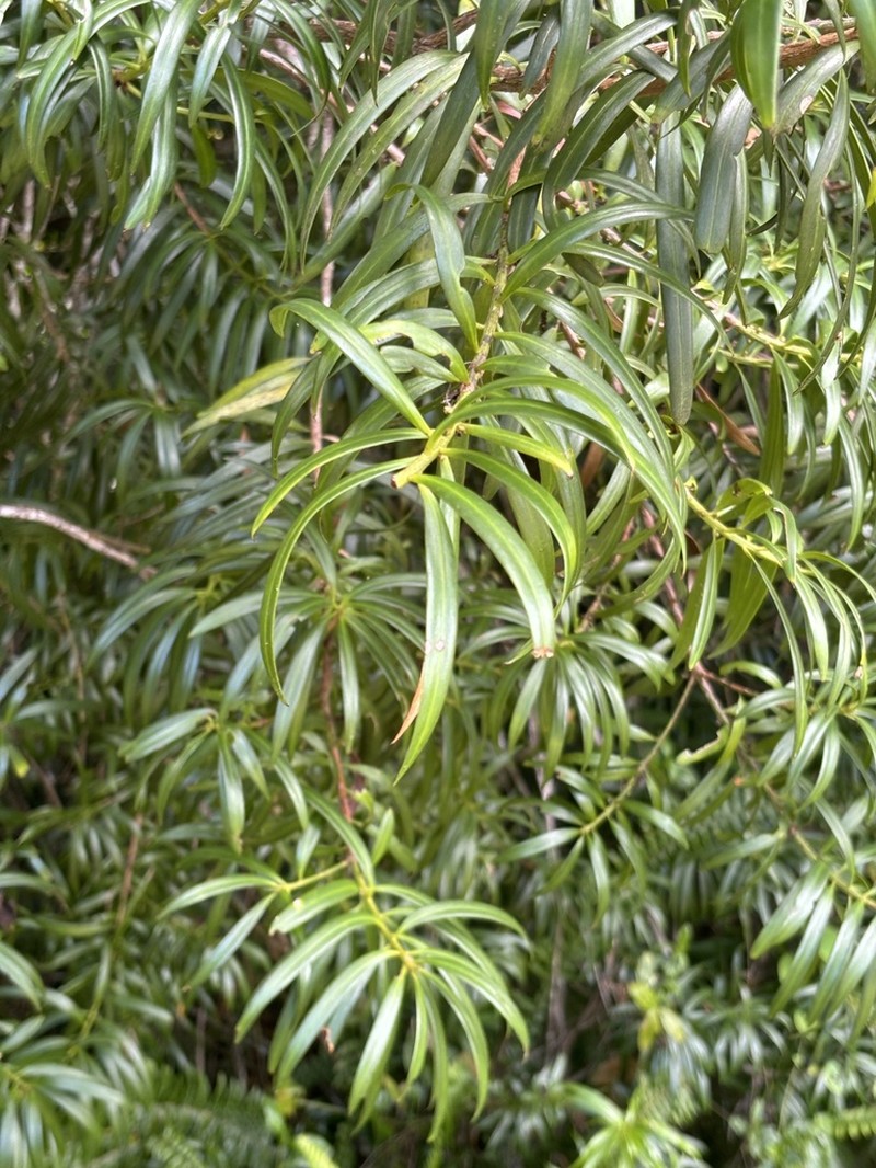 Yucca Plum Pine photo 4