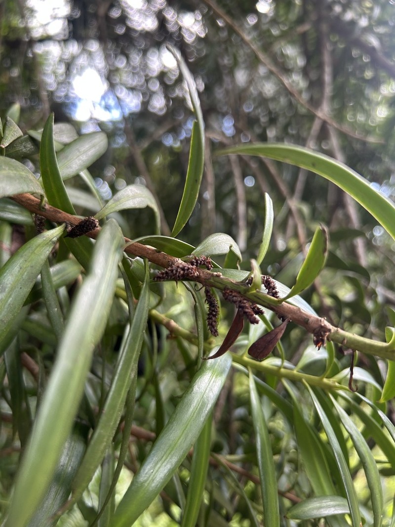 Yucca Plum Pine photo 5