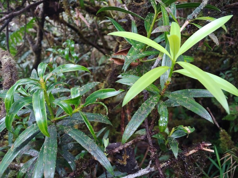 Yucca Plum Pine photo 6