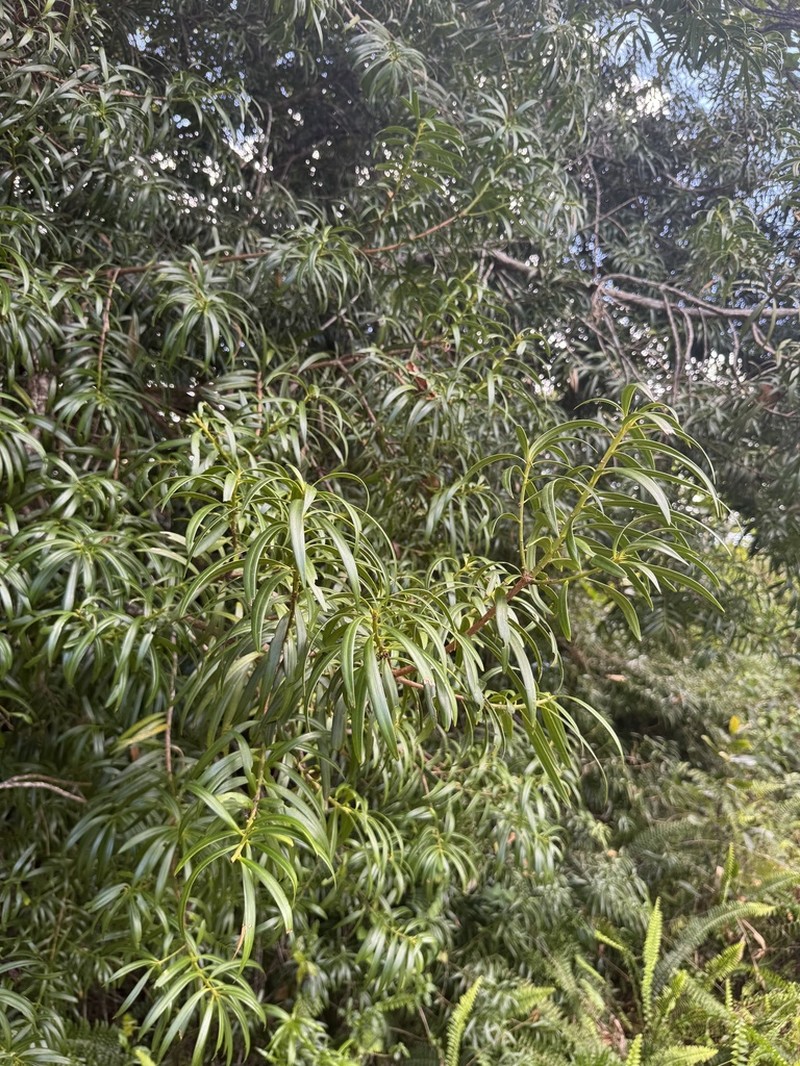 Yucca Plum Pine photo 7