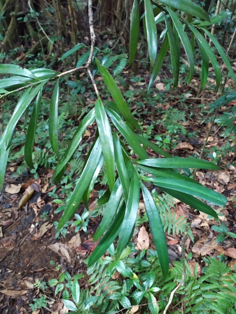 Yucca Plum Pine photo 8