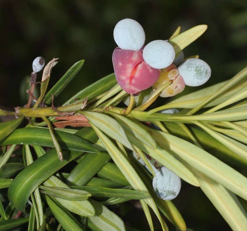 Yew Plum Pine photo 4