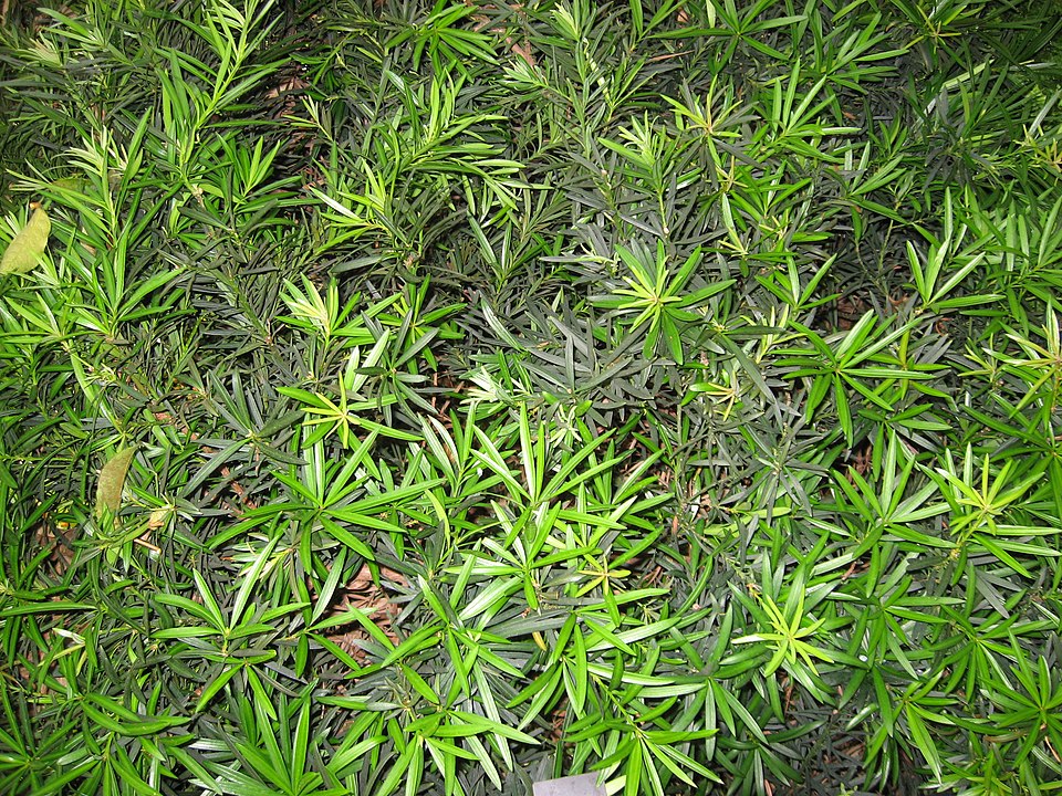 Yew Plum Pine photo 5