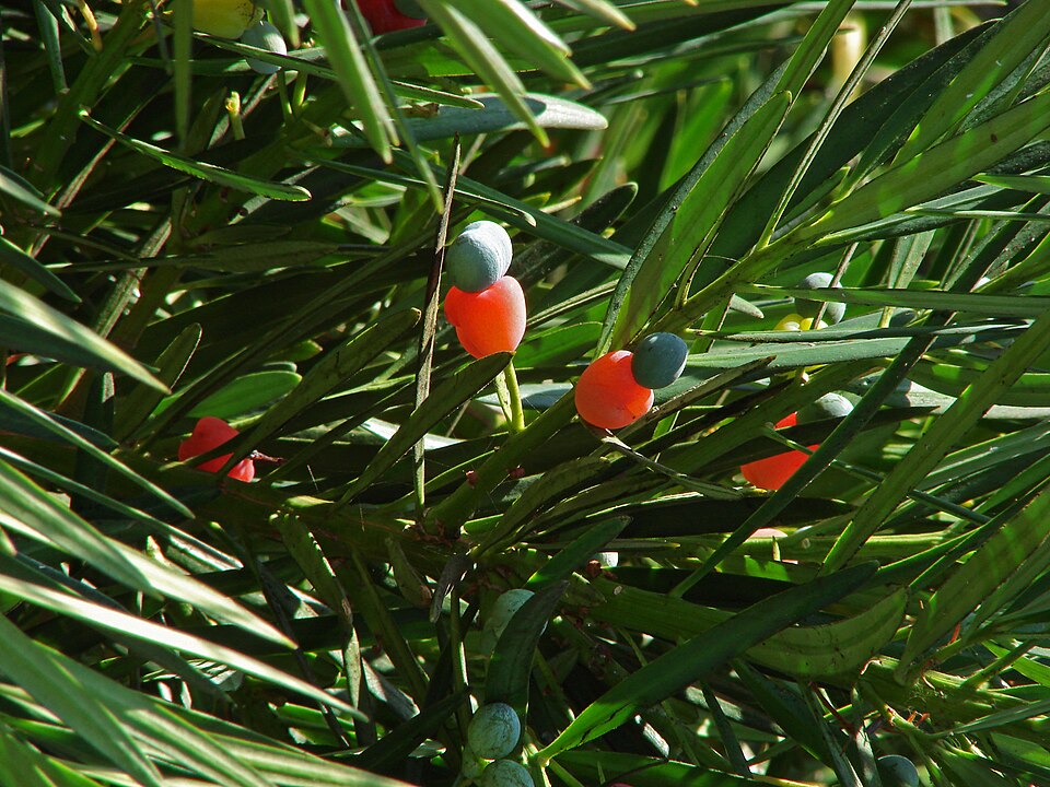 Yew Plum Pine photo 6