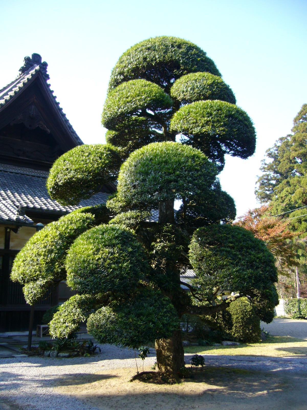 Yew Plum Pine photo 7