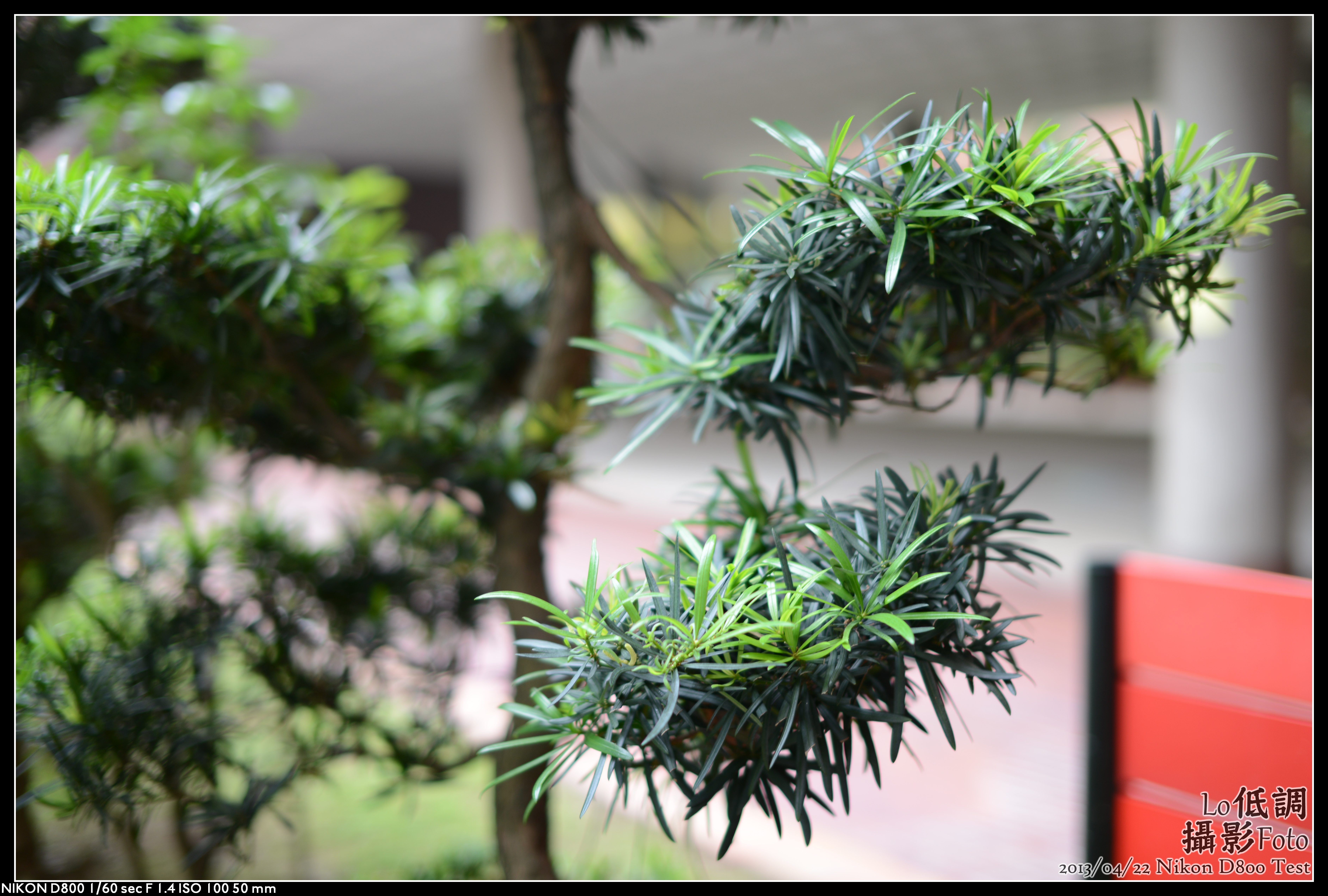 Yew Plum Pine photo 8