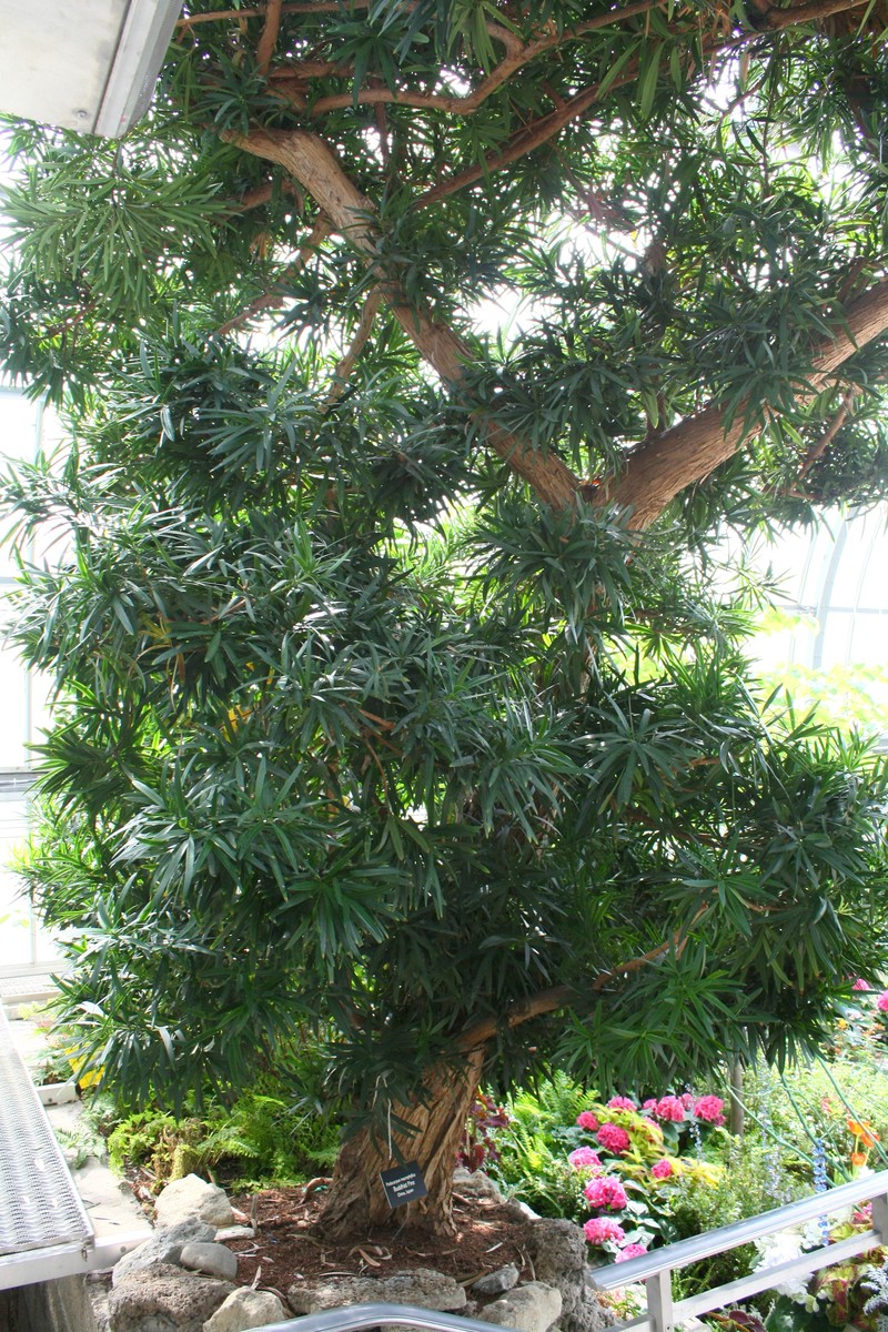 Yew Plum Pine