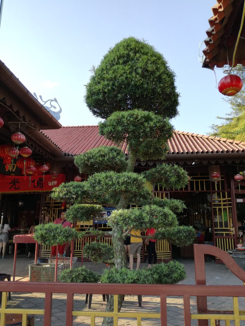 Yew Plum Pine photo 2