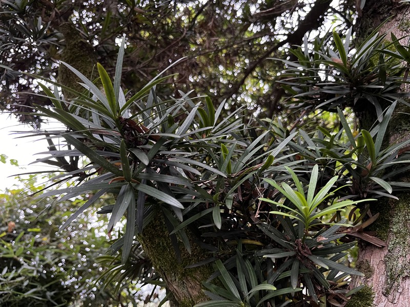 Yew Plum Pine photo 3